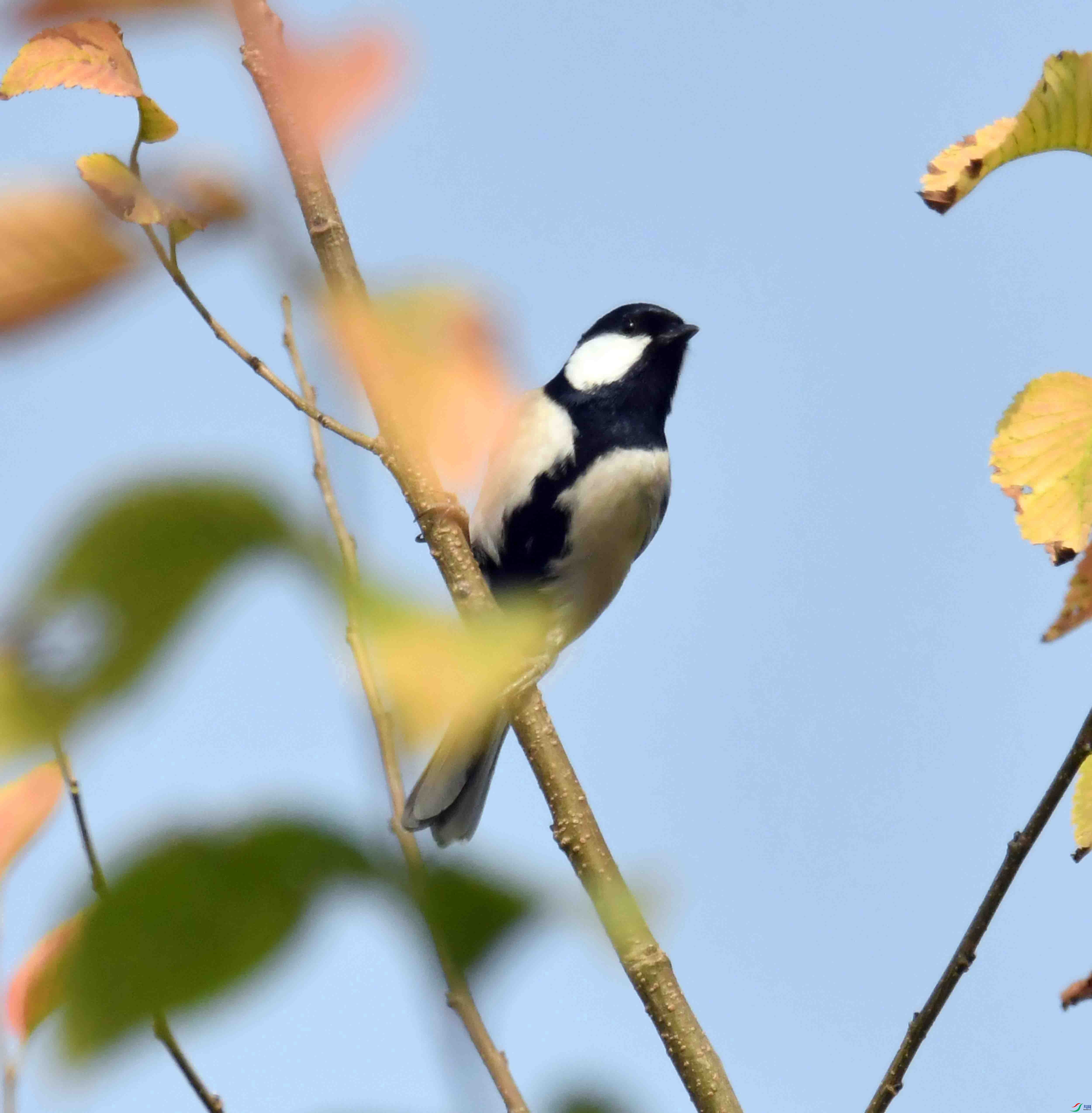 DSC_0655.JPG