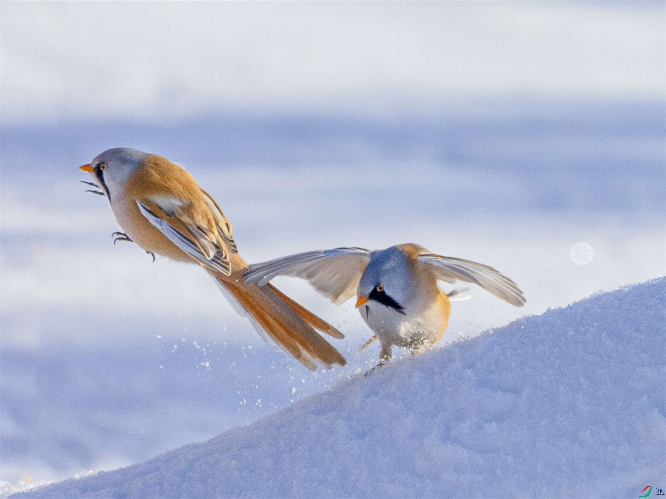 1K3A3885 ����1.jpg