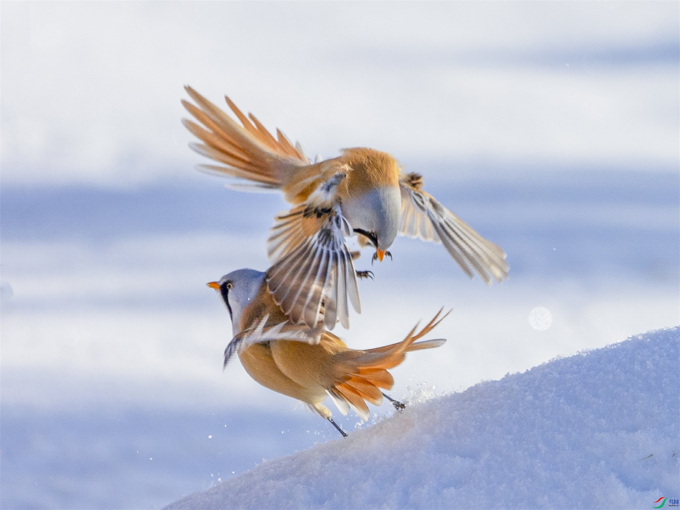 1K3A3884 ����1.jpg