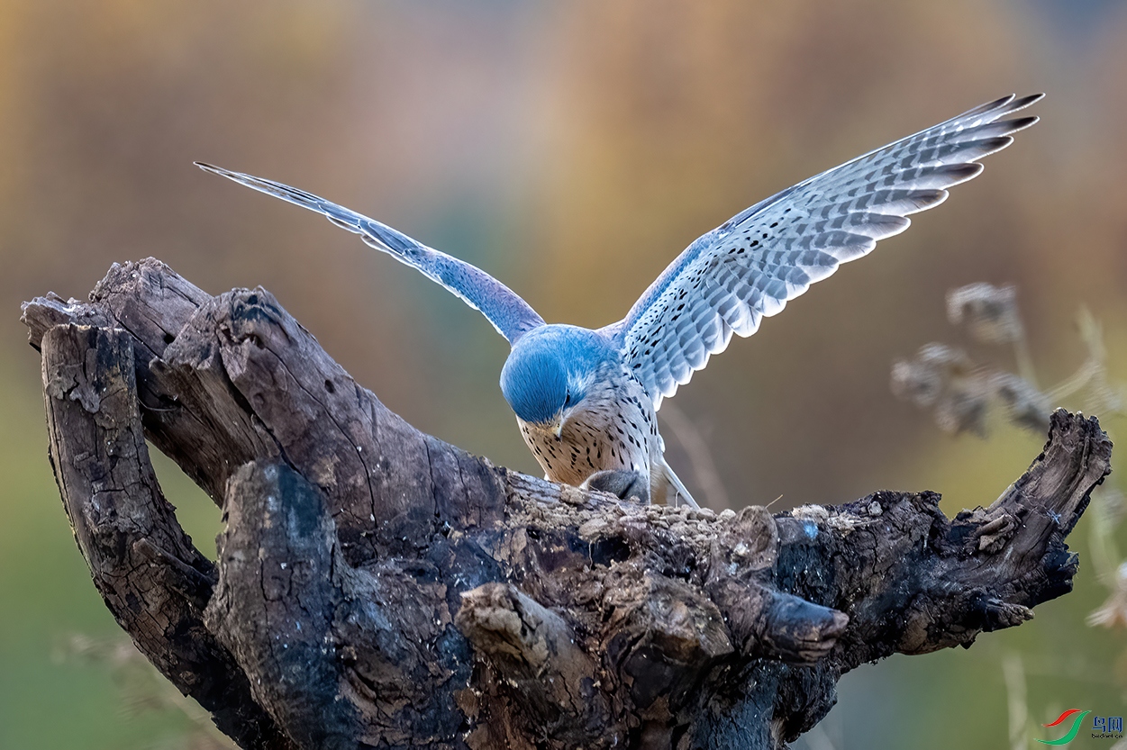 DSC_4877.jpg