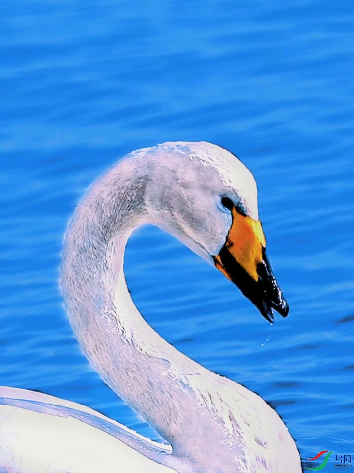 ���ŵĴ����