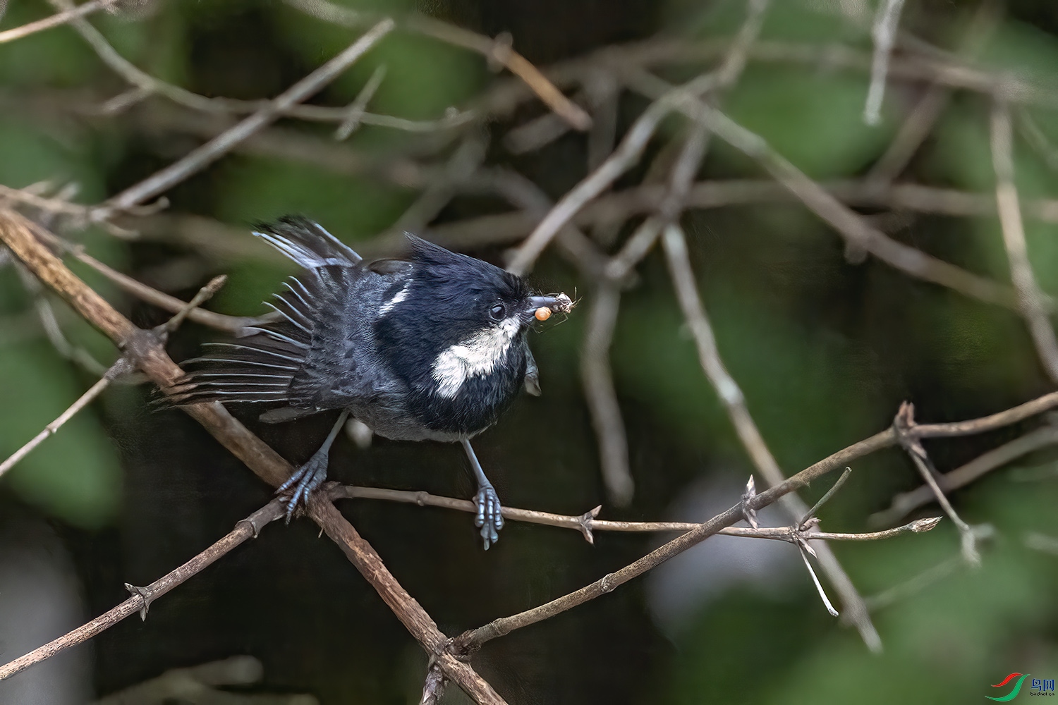 P6112617-�ڹ�ɽȸ.jpg