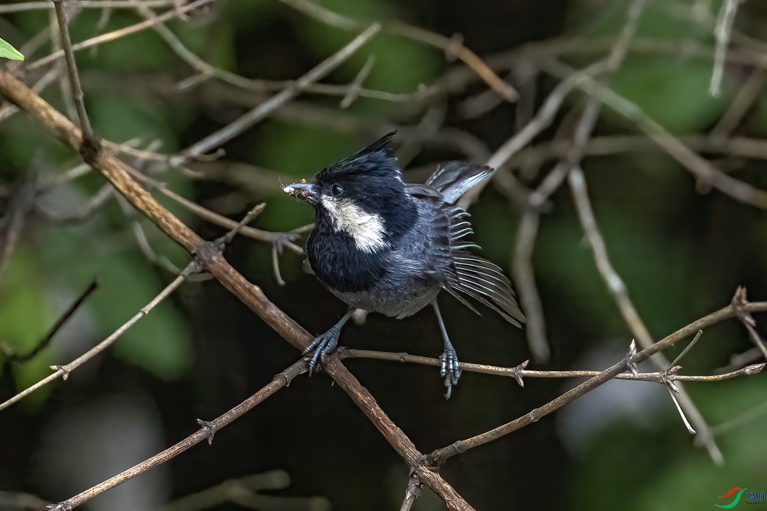 P6112633-�ڹ�ɽȸ.jpg