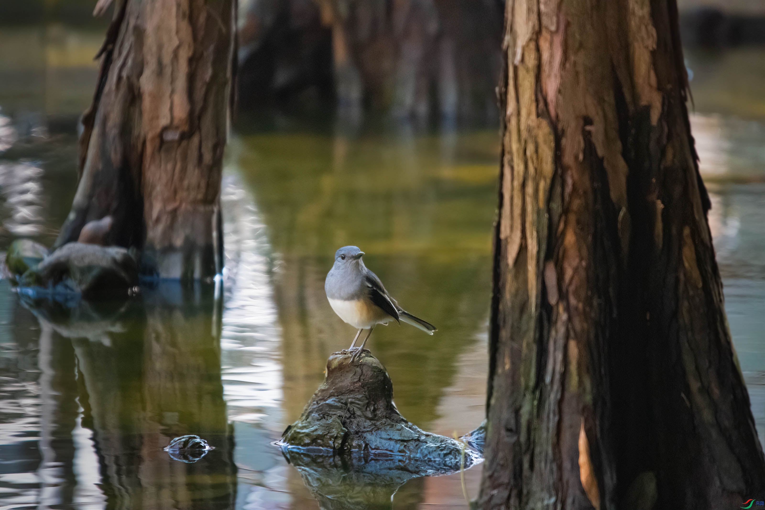 DSC_9771-s.jpg