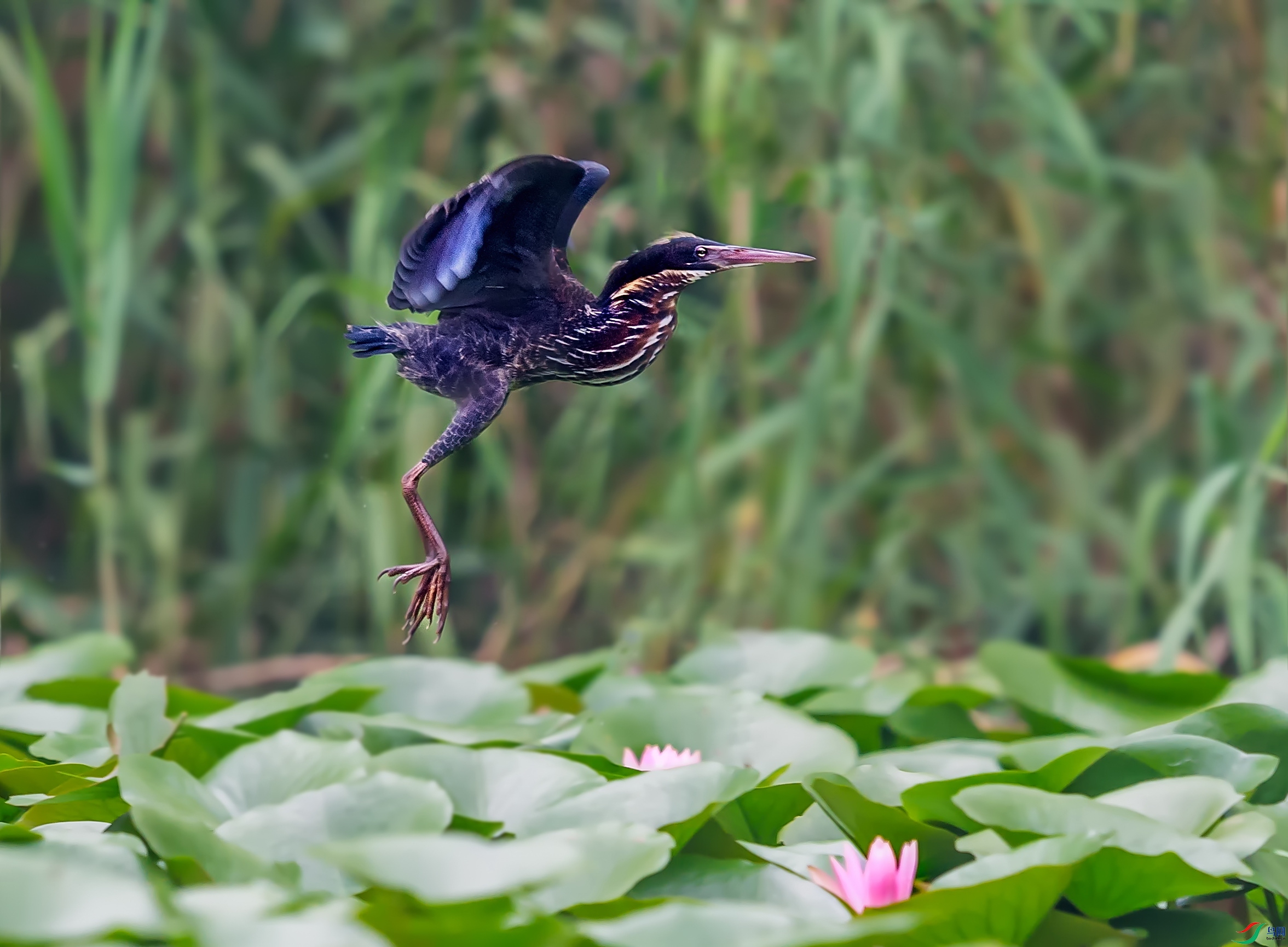 _DSC5991v.jpg