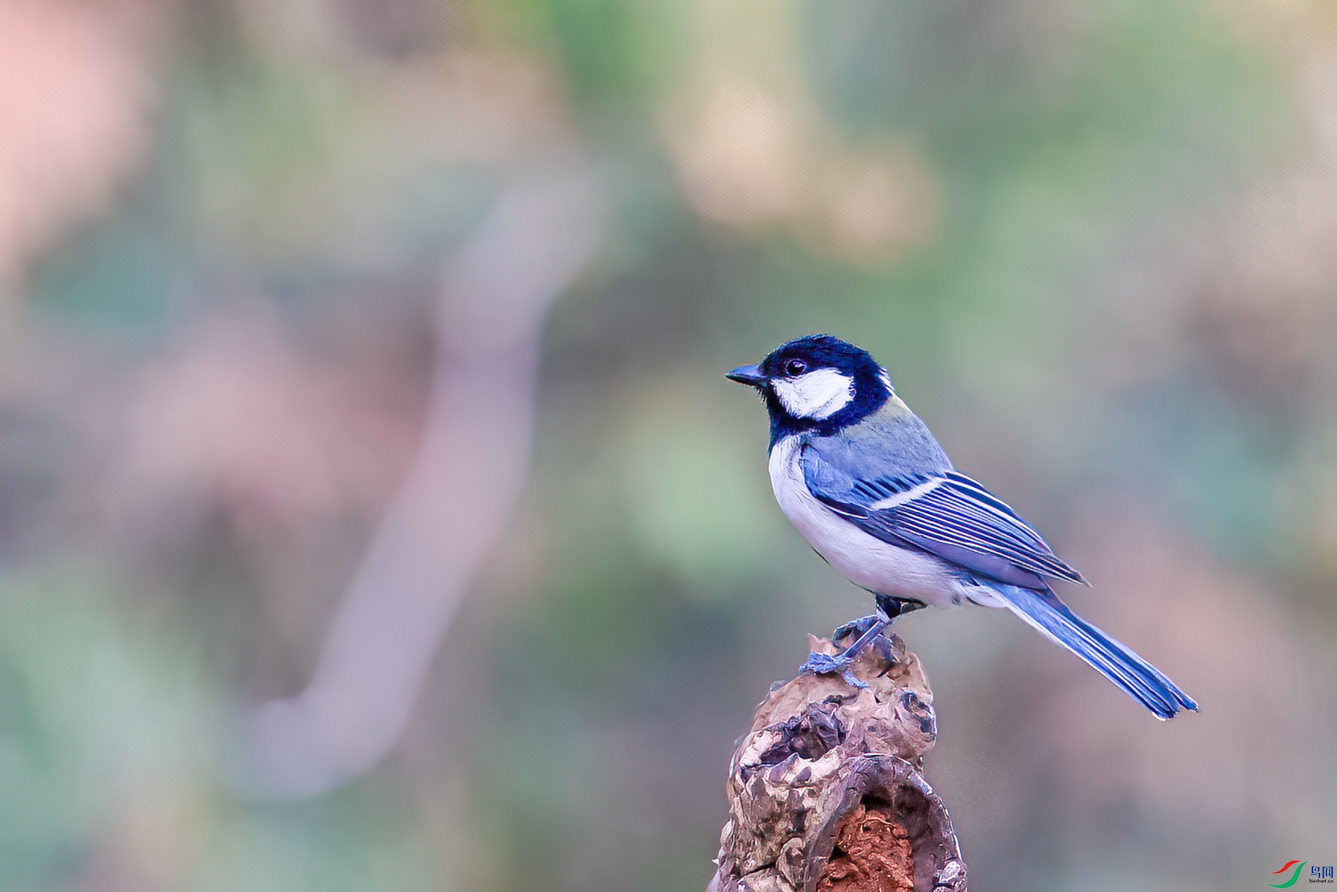 a_29095-1.jpg