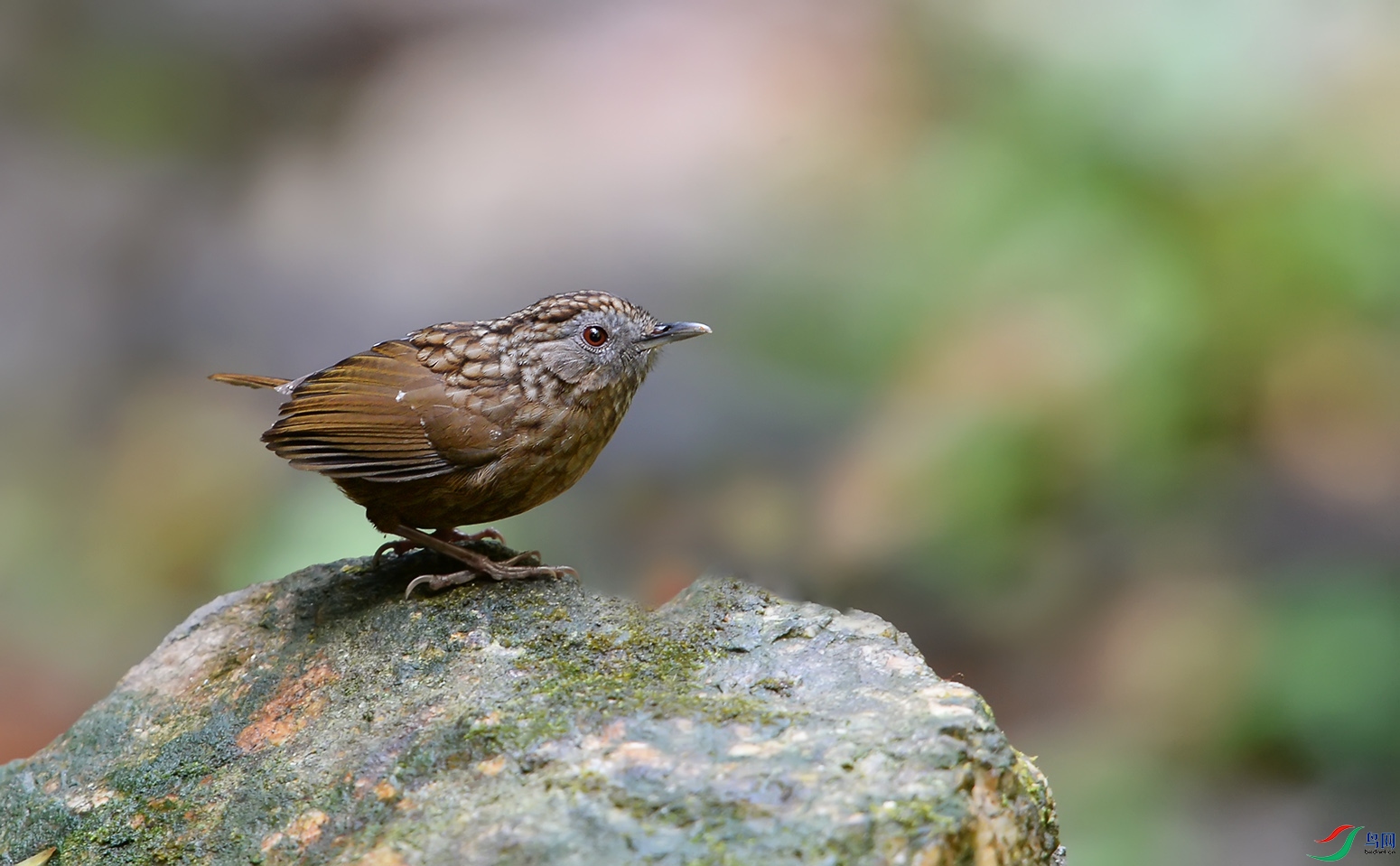 DSC_88861.jpg