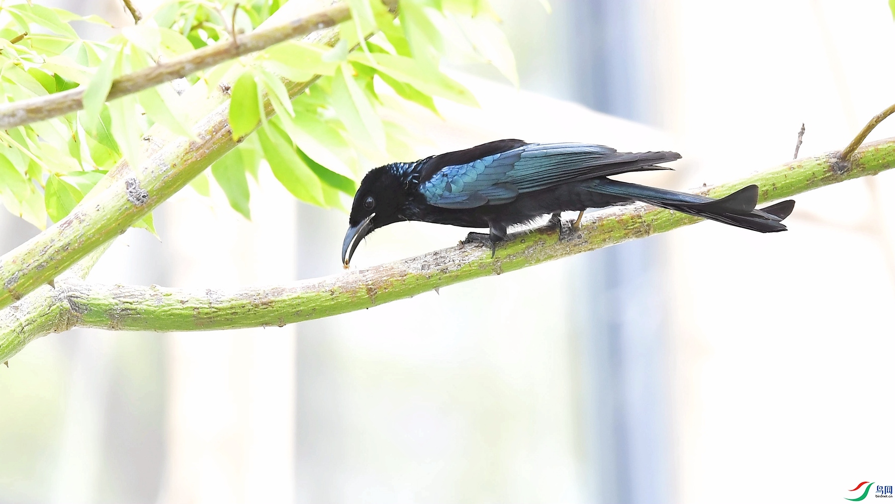DSC_9747_����.jpg