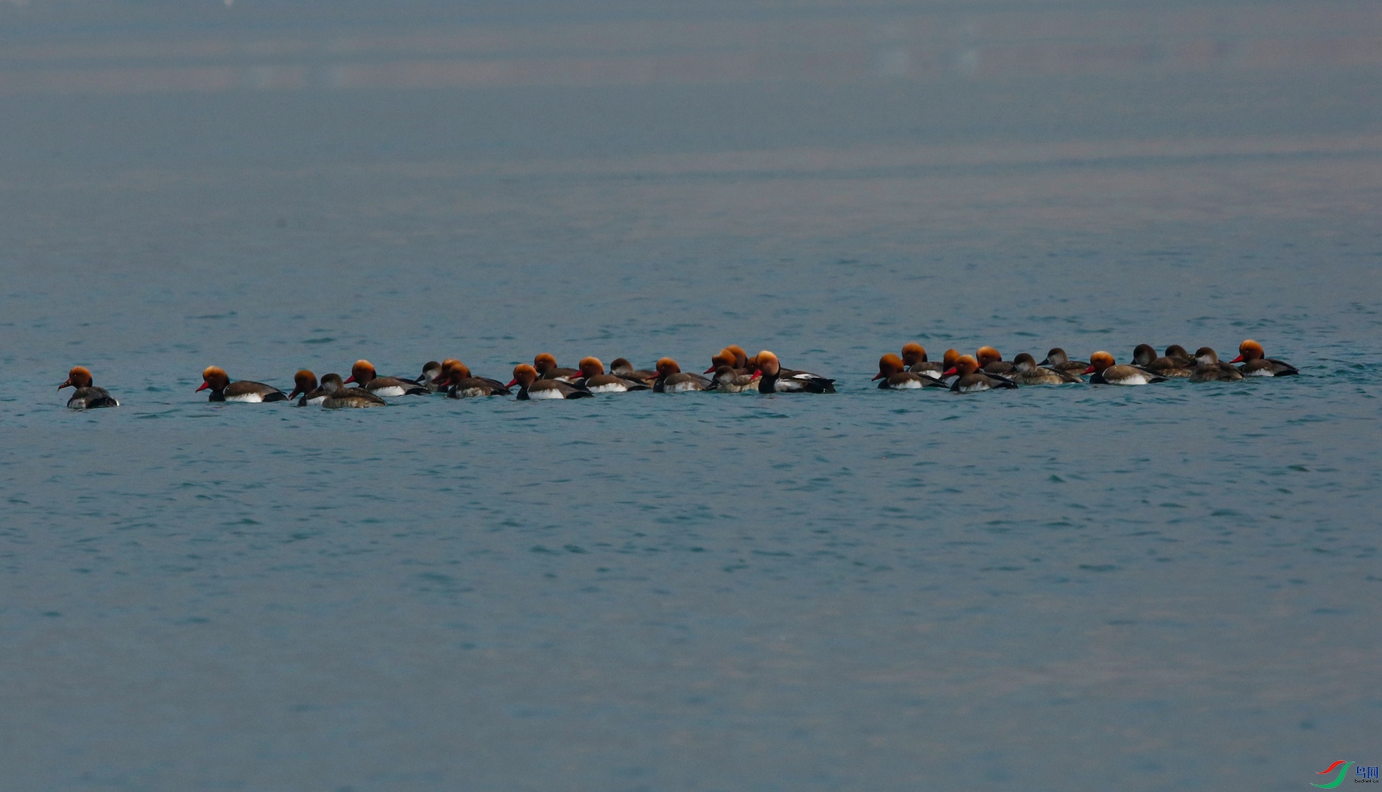 _39A3868 - ����.JPG