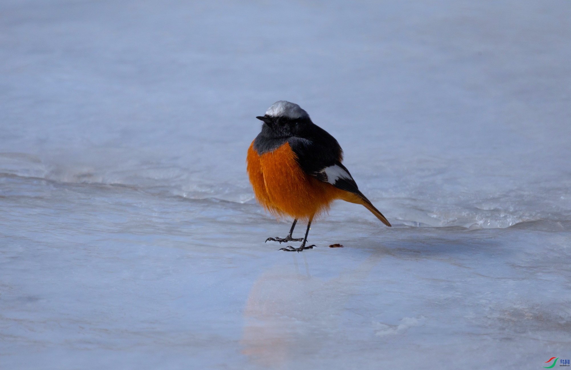 7X5A7015 - ����.jpg