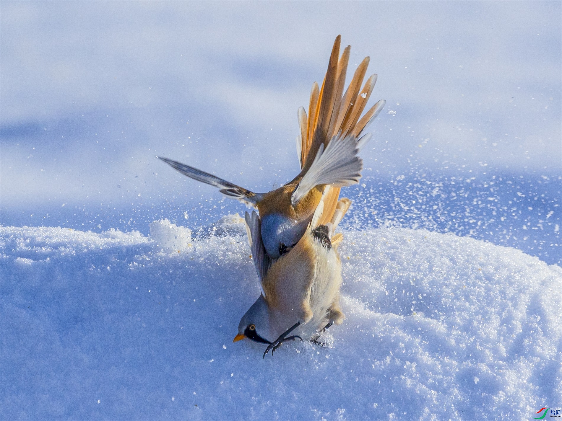 1K3A3454 ����1.jpg