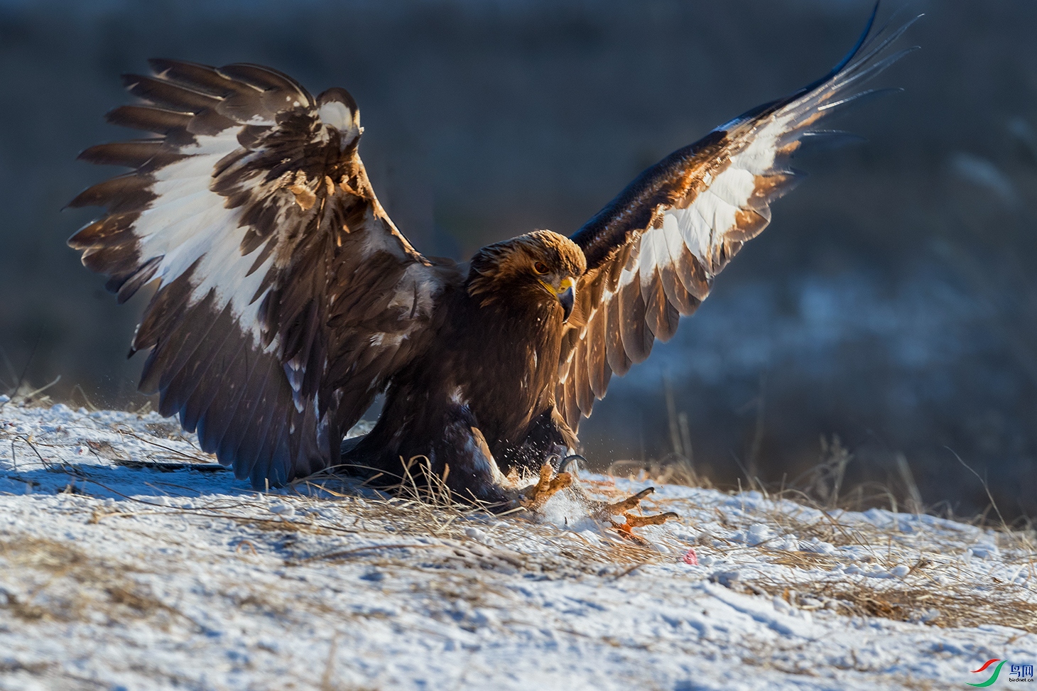 ���----��ӥ��ʳ