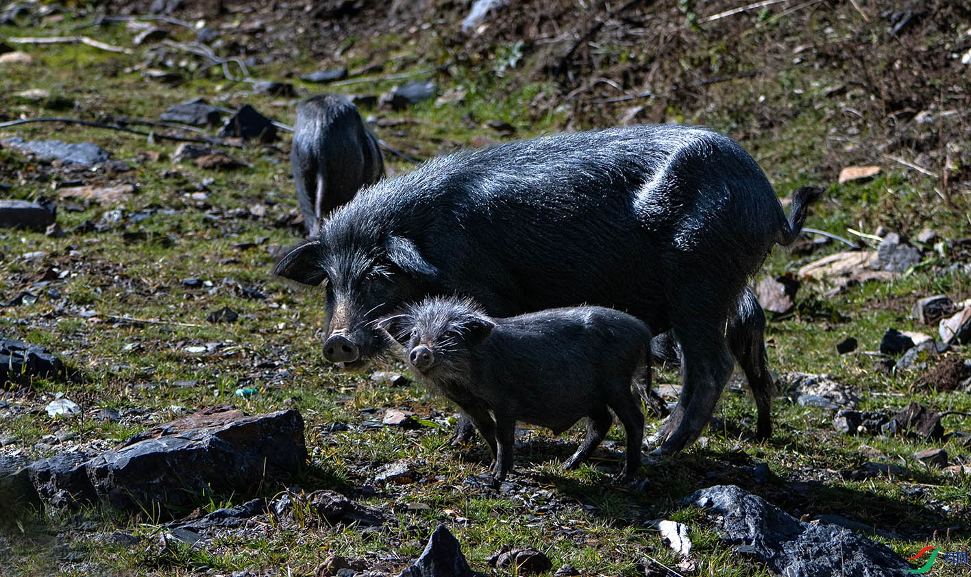 _DSC9781.jpg