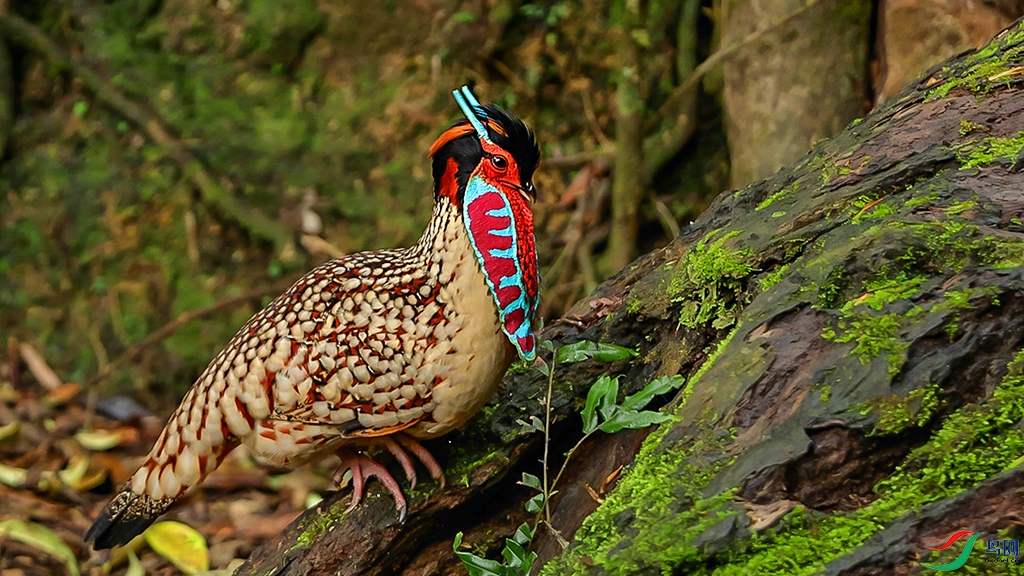 ���� 04.00_00_29_05.Still004.jpg