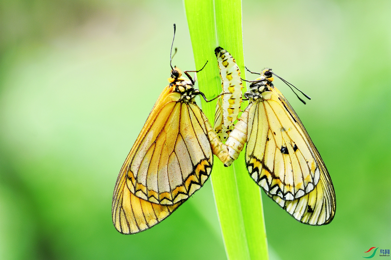 ͼƬ36 �������֮��NW.jpg