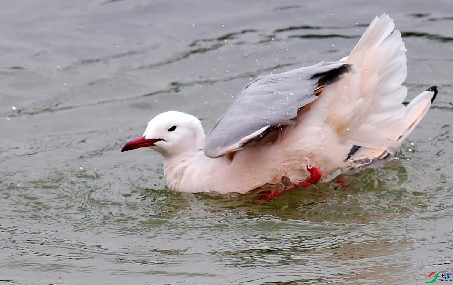 DSC_5733_conew2.jpg