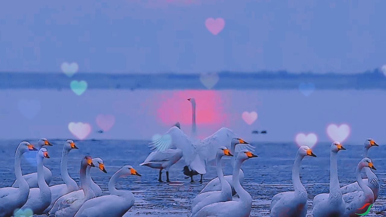 ���İ������