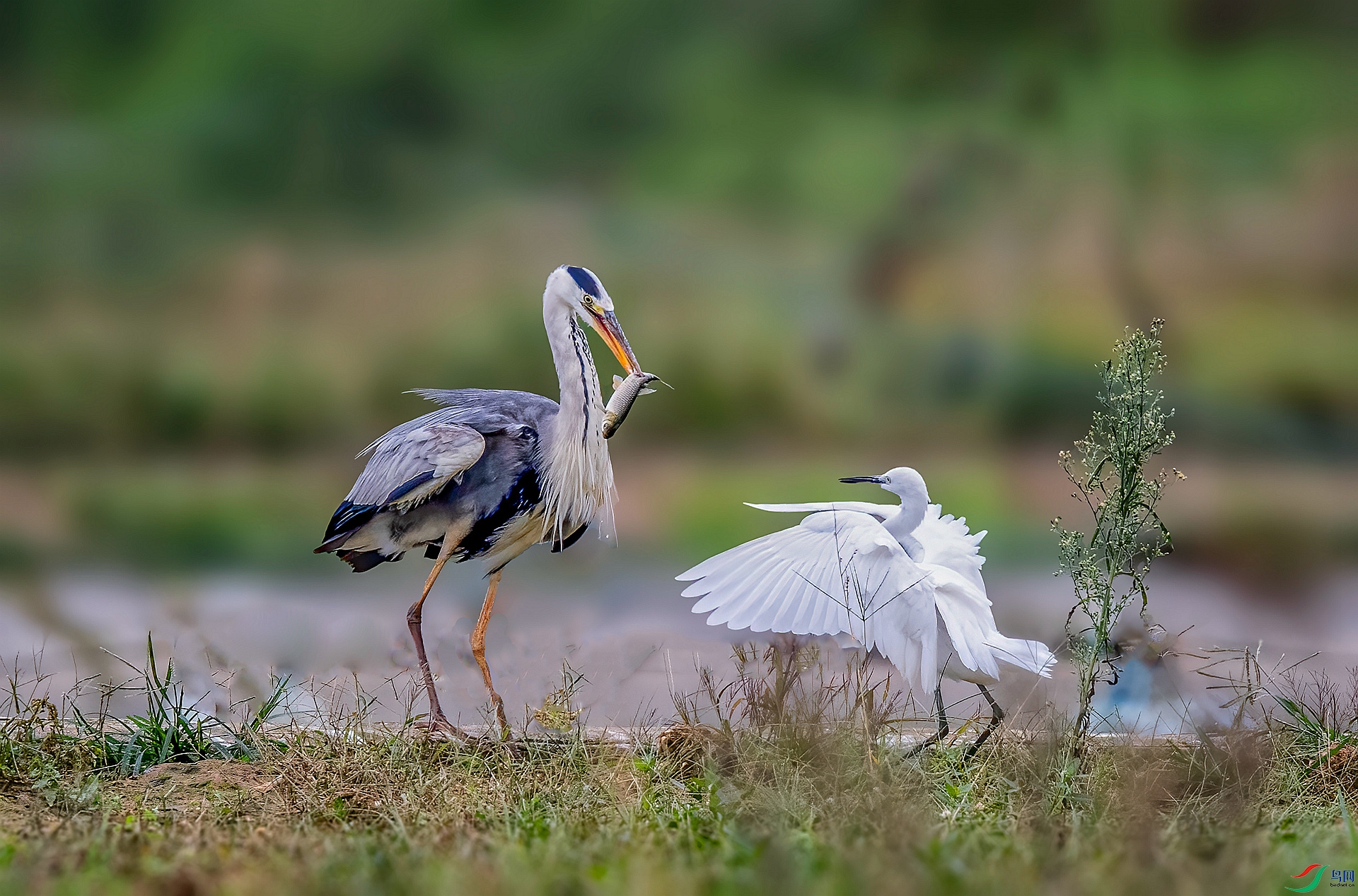 DSC_6493 ����_����.jpg