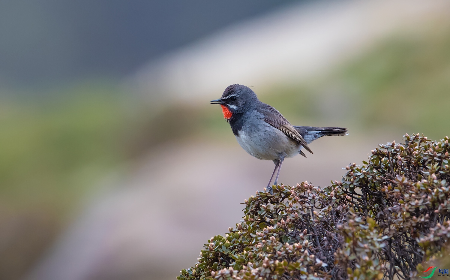 DSC_6958.jpg
