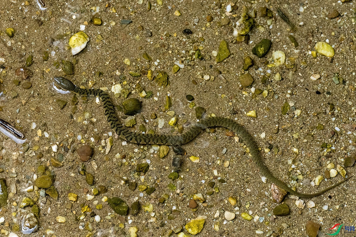 P7300658-��.jpg