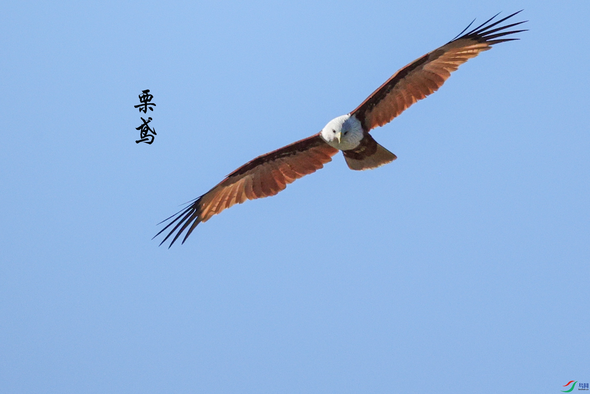 7D9A4201 ����.jpg