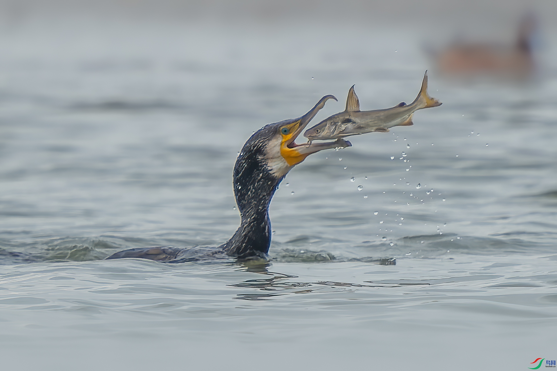 DSC_7775.jpg