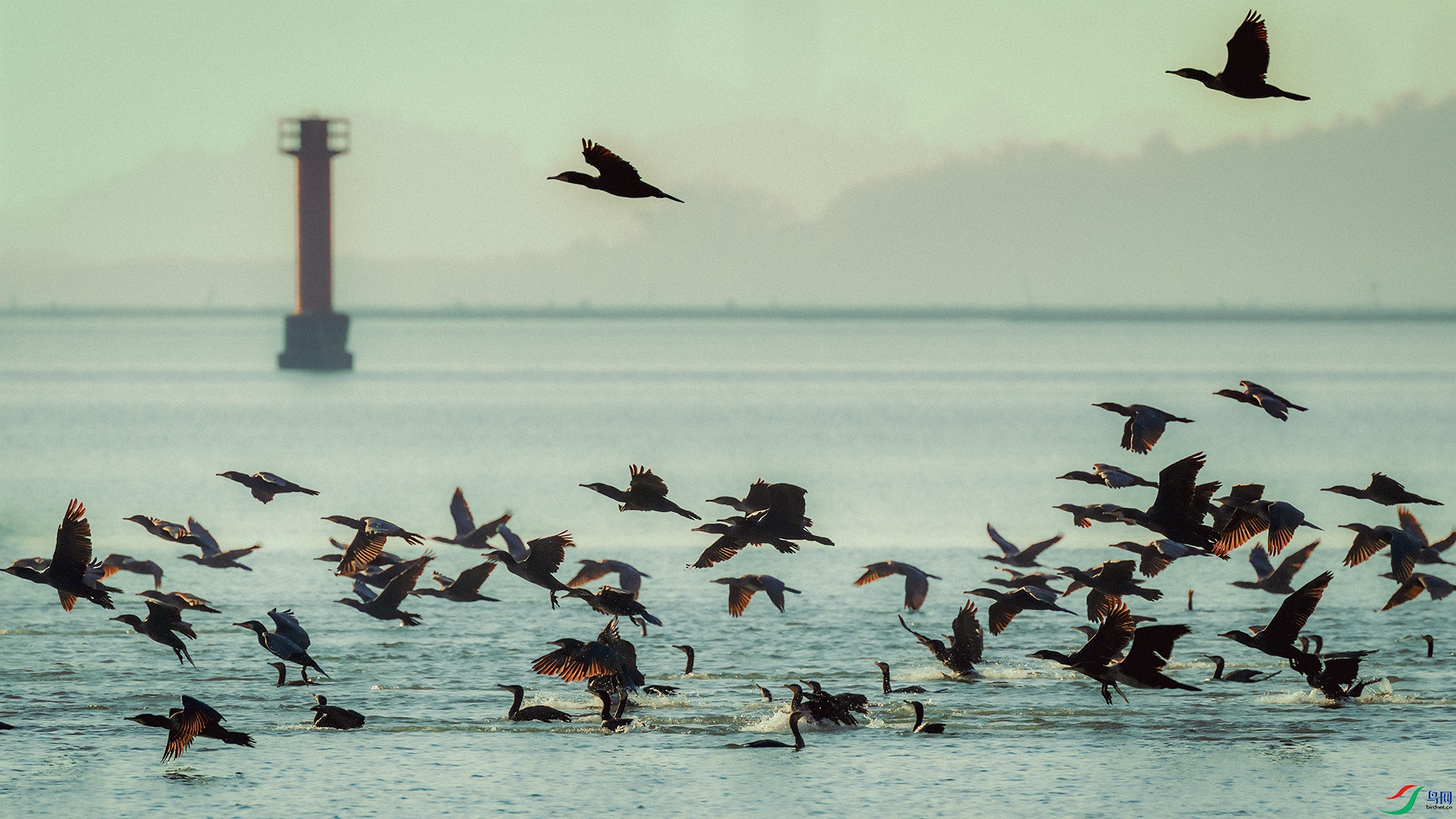 DSC_4264-����ǿ-NR ����.jpg