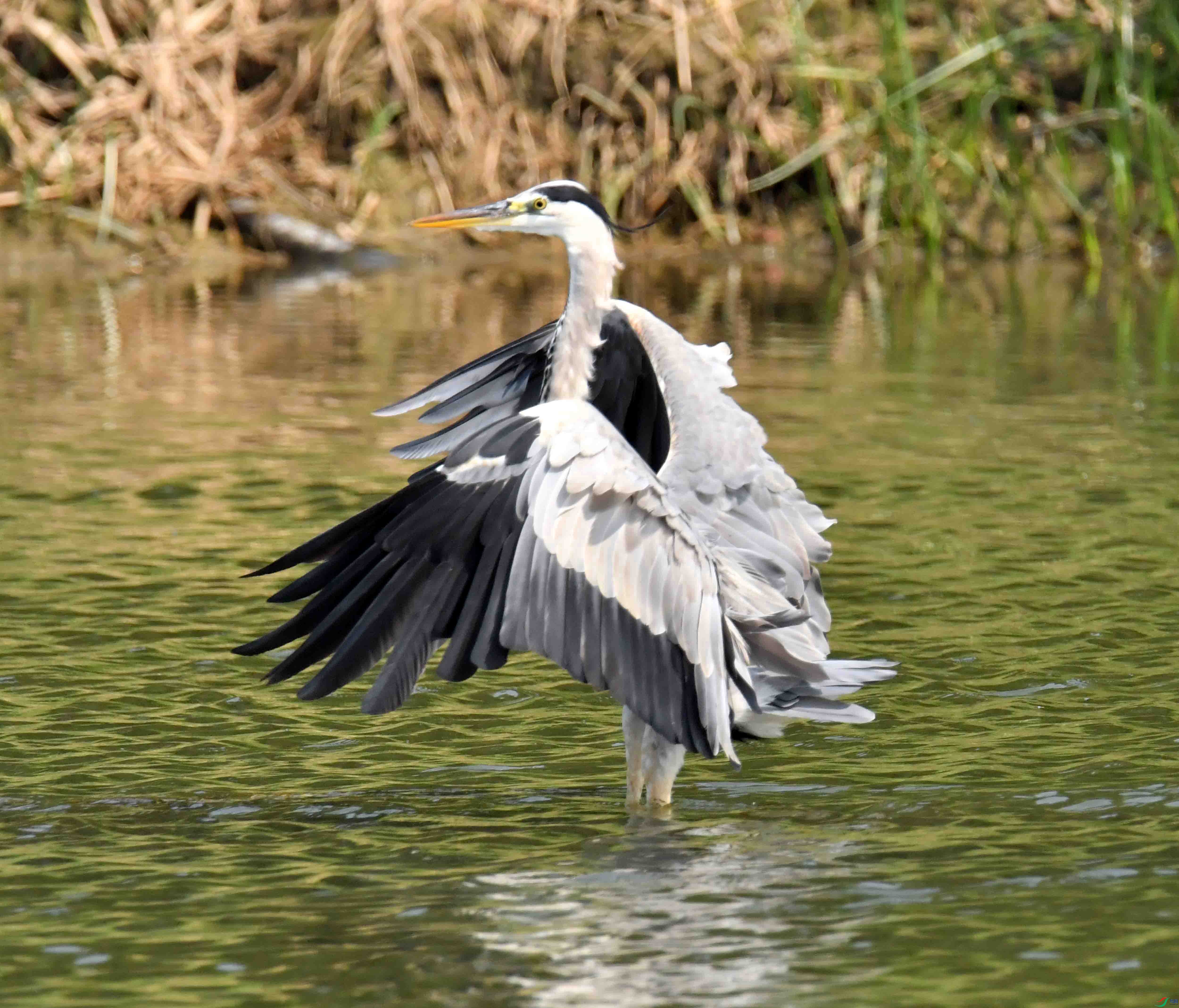 DSC_0511.JPG