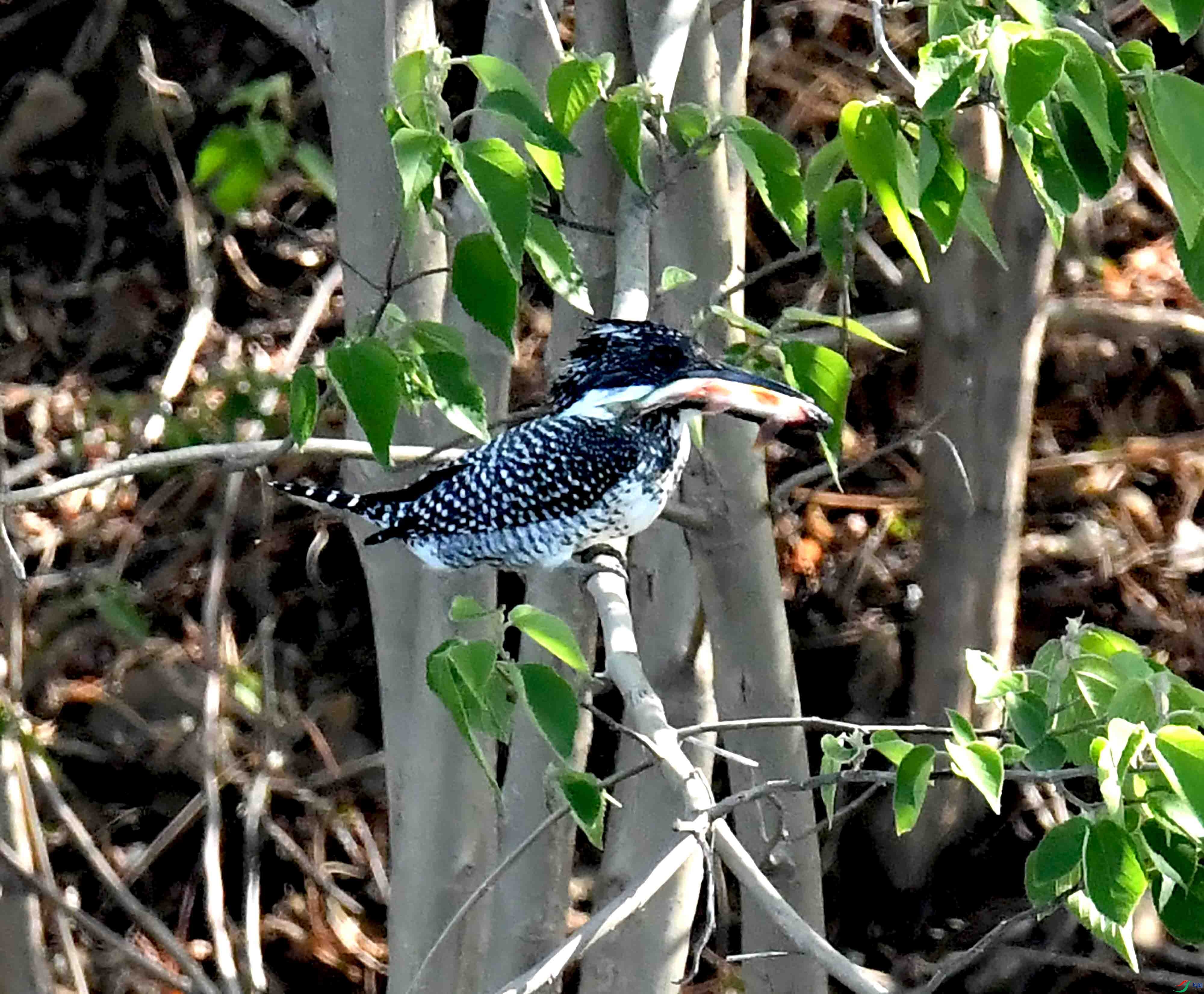 DSC_0248.JPG