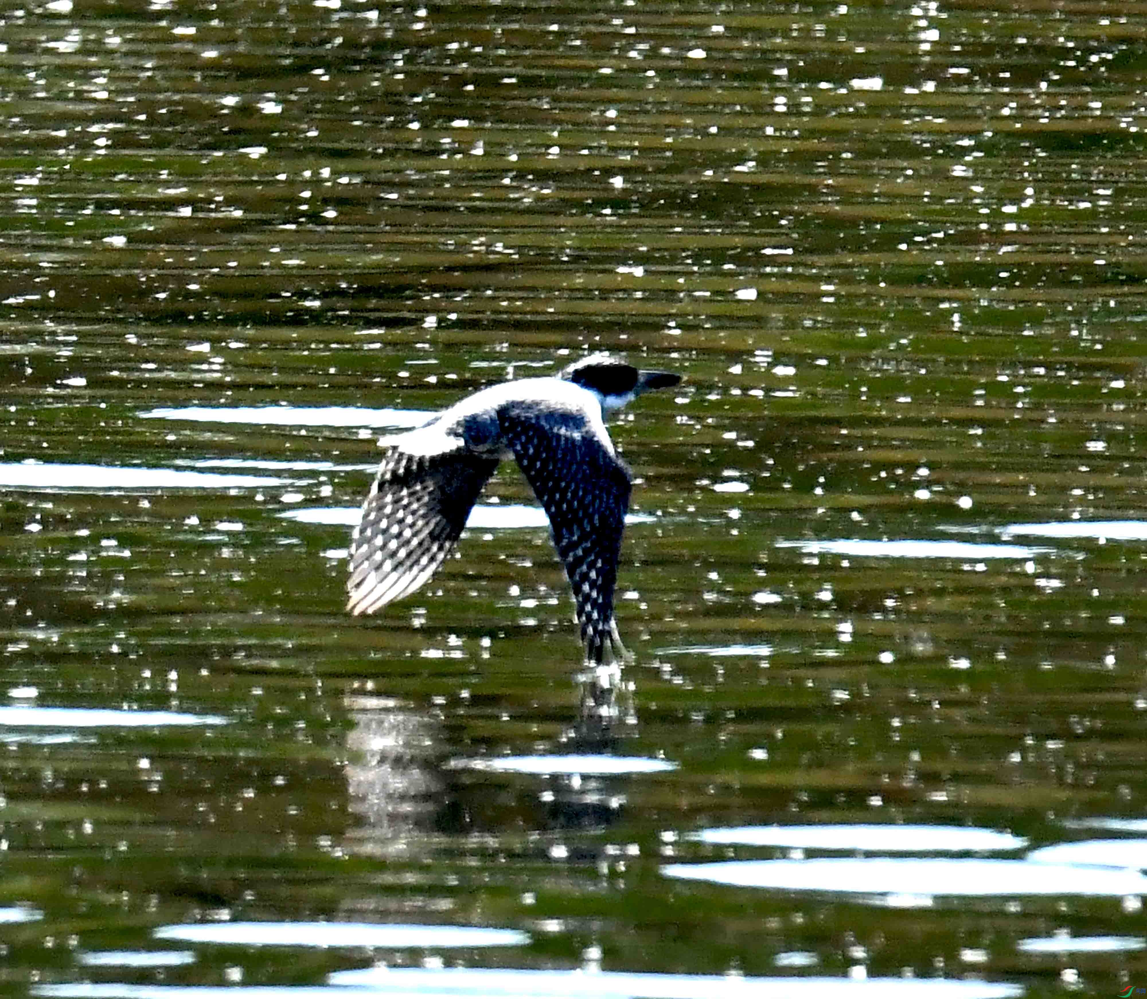 DSC_0273.JPG