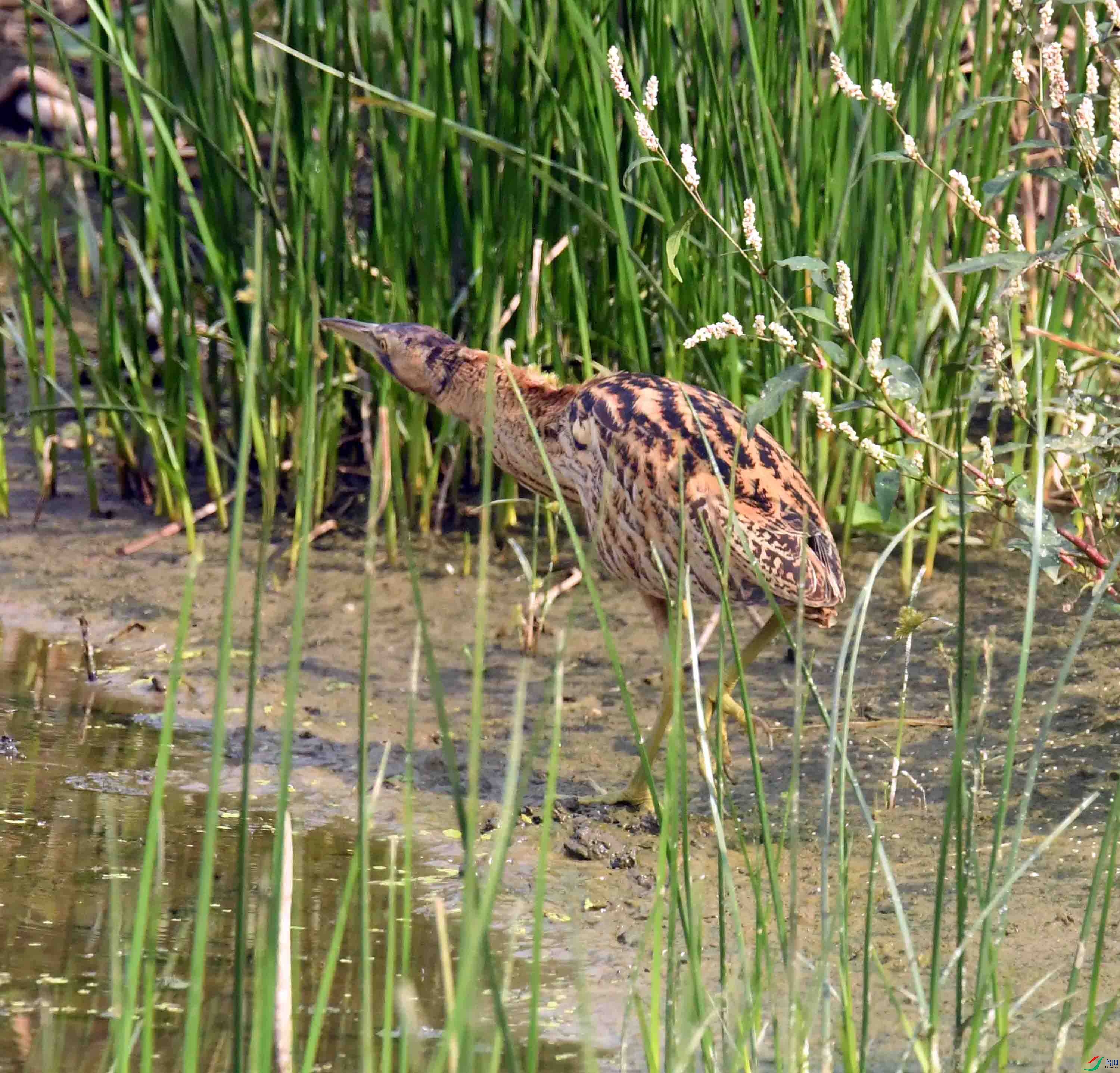 DSC_4325.JPG