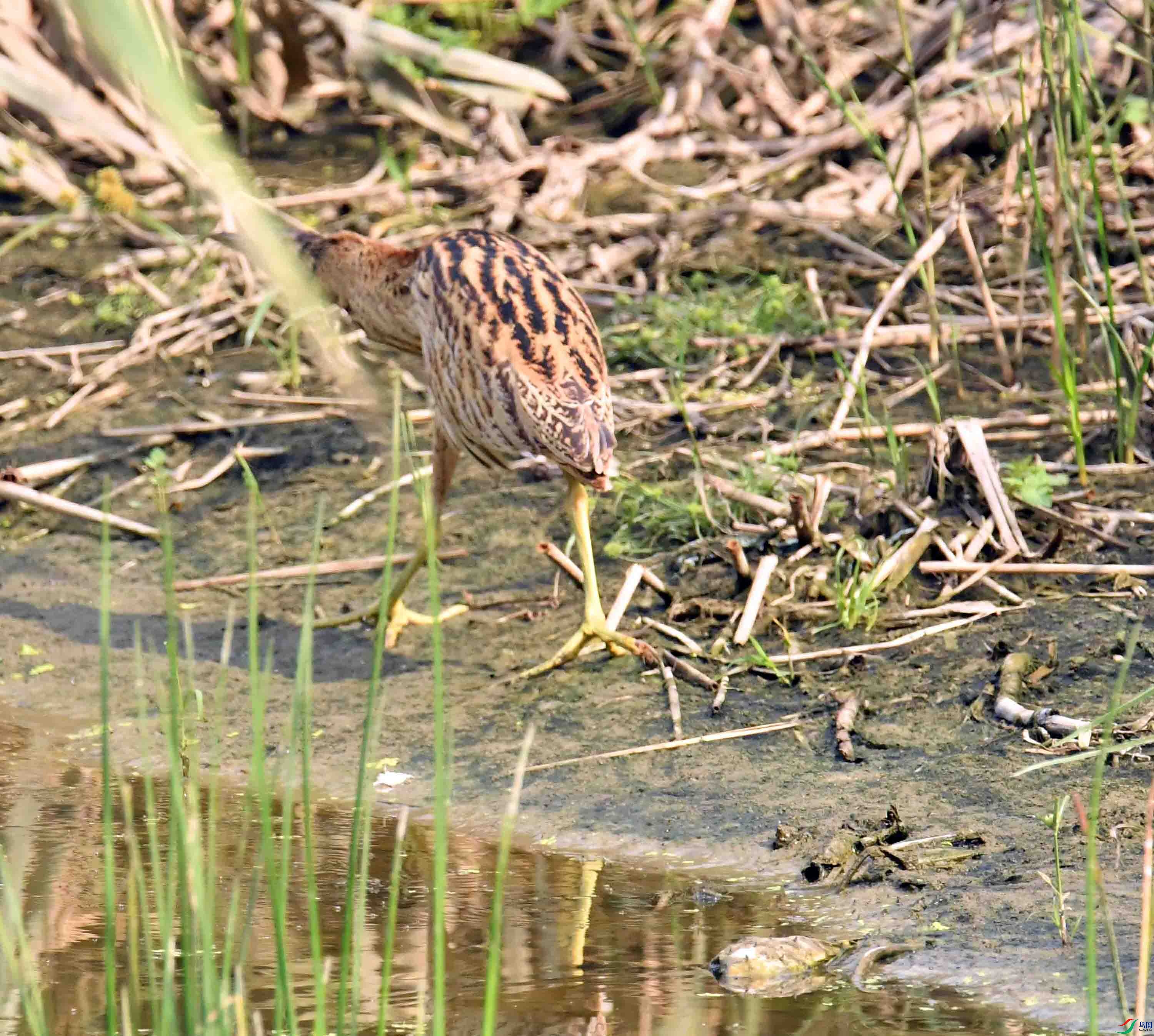 DSC_4335.JPG