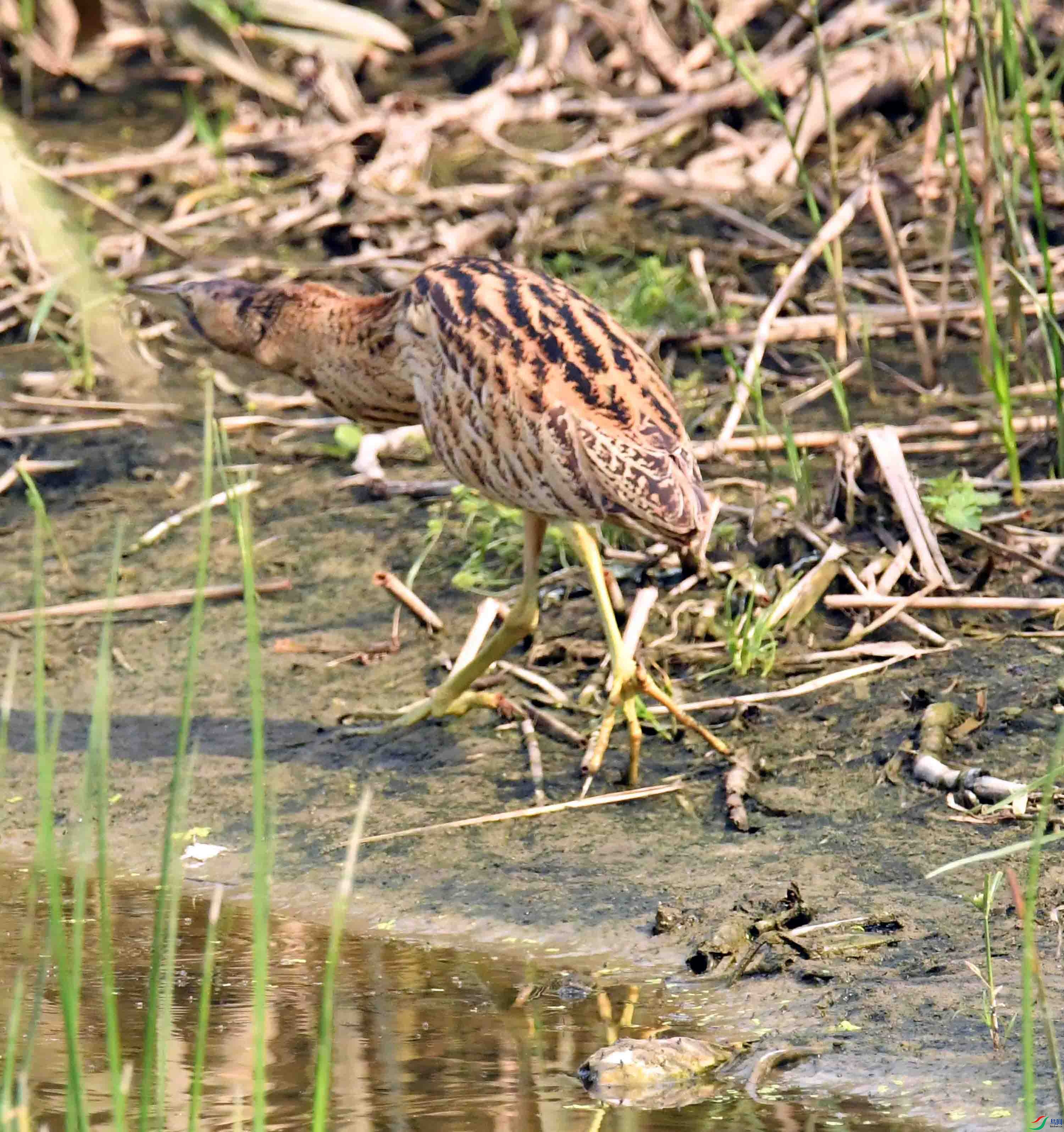 DSC_4334.JPG
