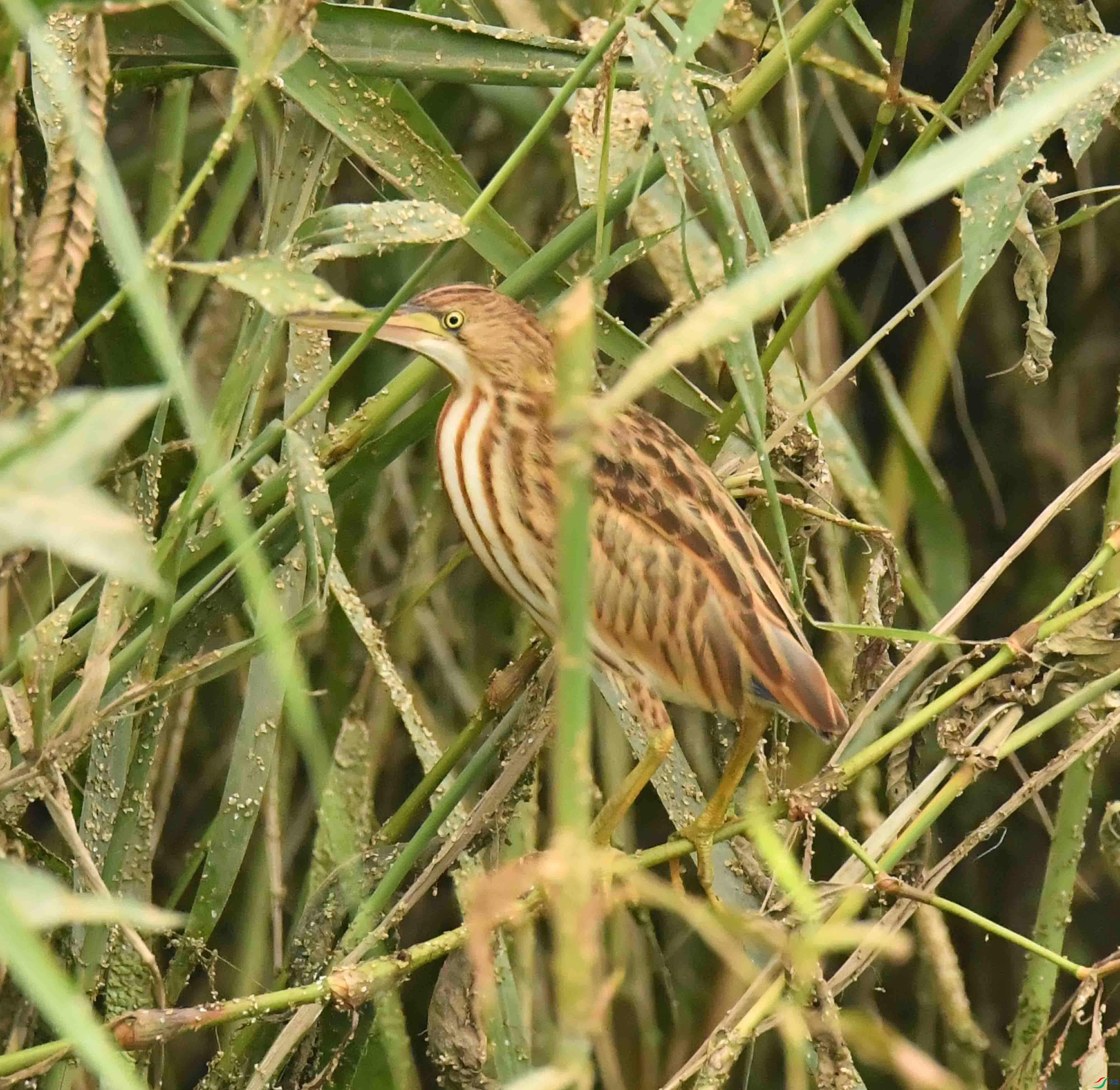 DSC_9399.JPG