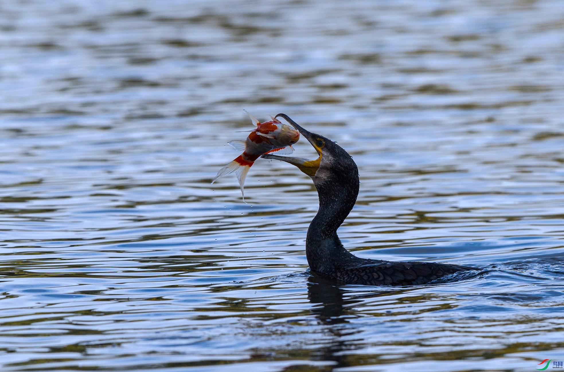 7X5A7179 - ����.jpg