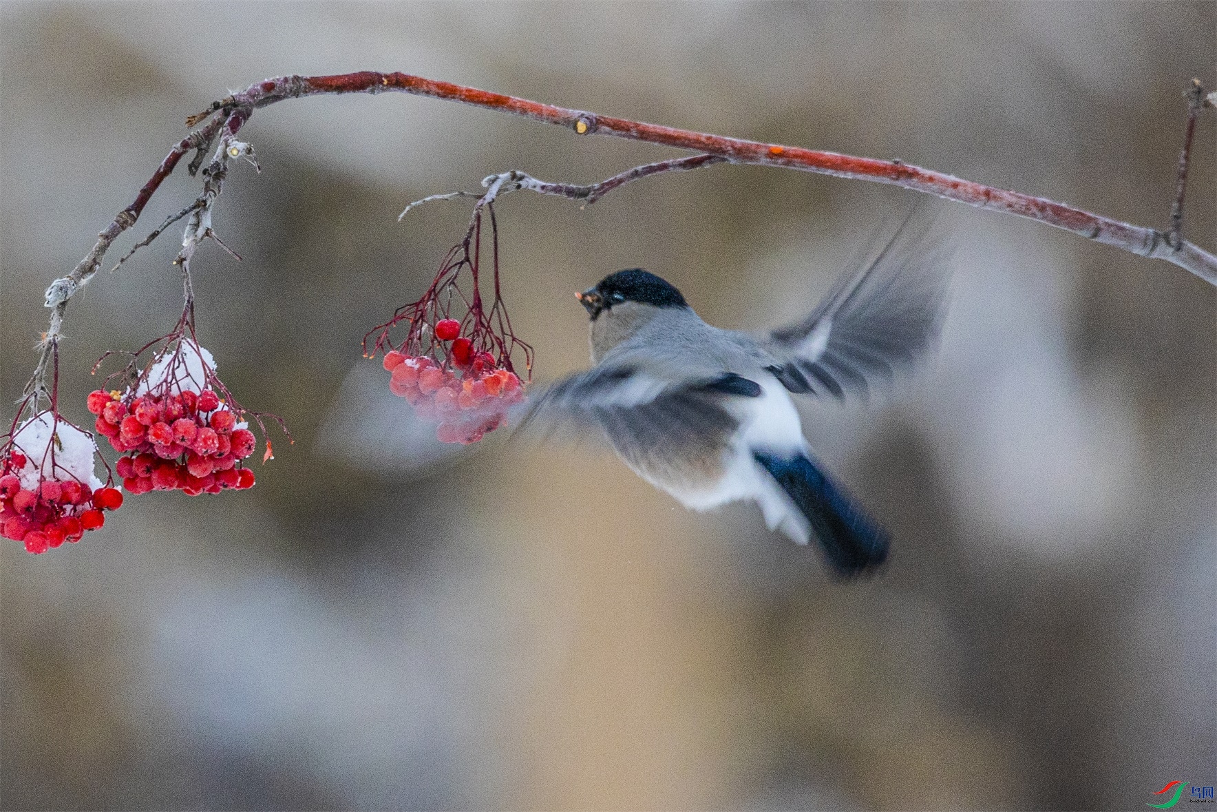 1K3A1331 ����1.jpg