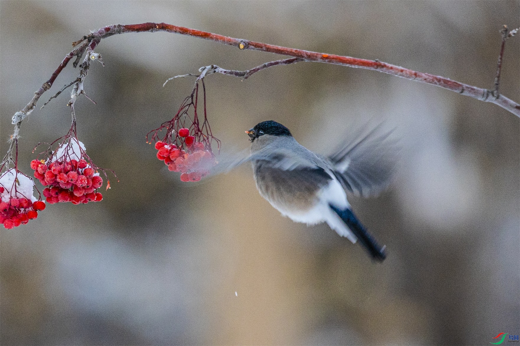 1K3A1330 ����1.jpg