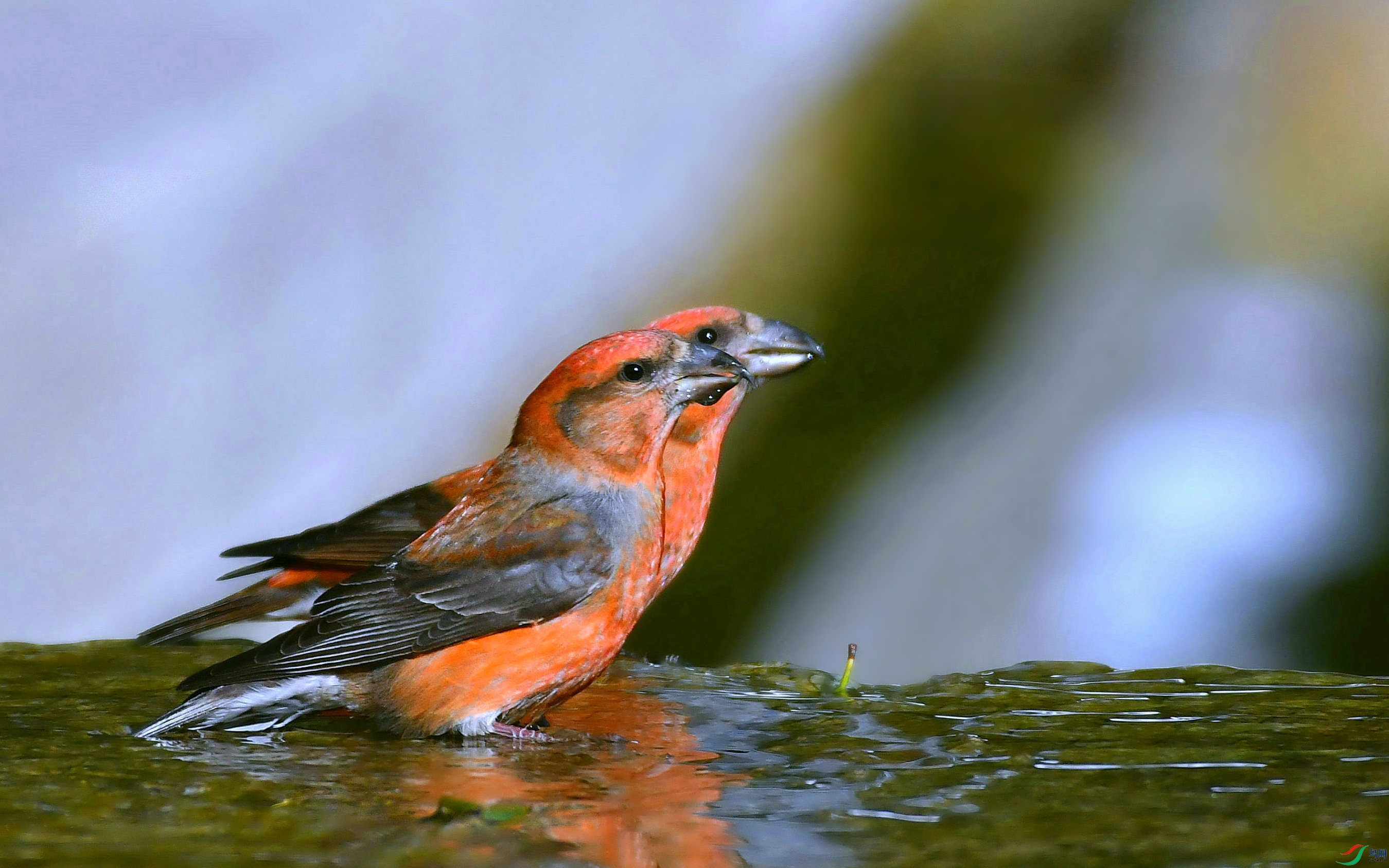 DSC_1968.JPG