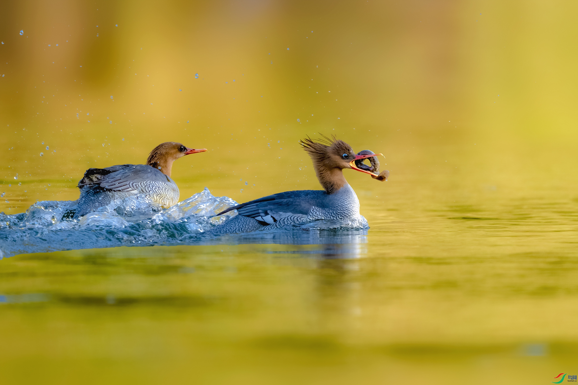 DSC_8079 ���� 2.jpg