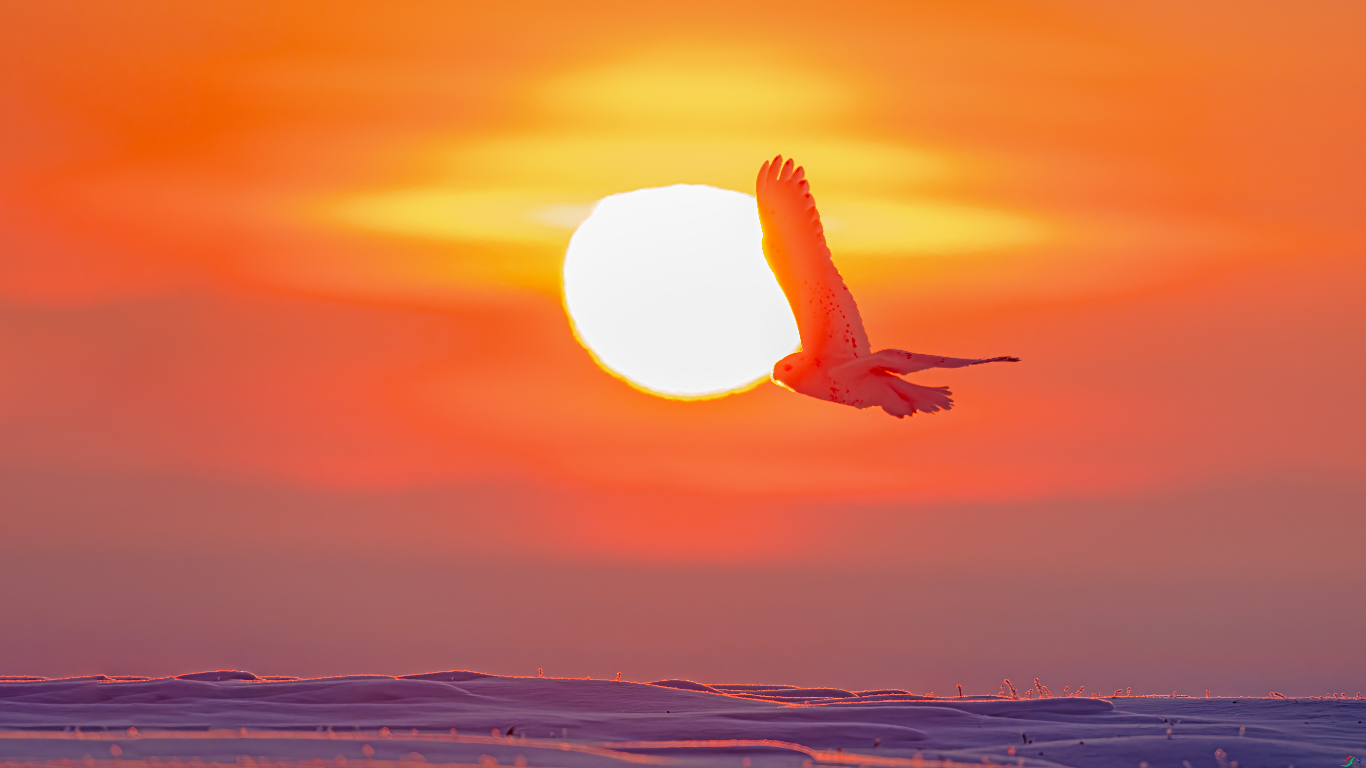 ��ϼ���ӥ���,ѩԭ������һɫ��