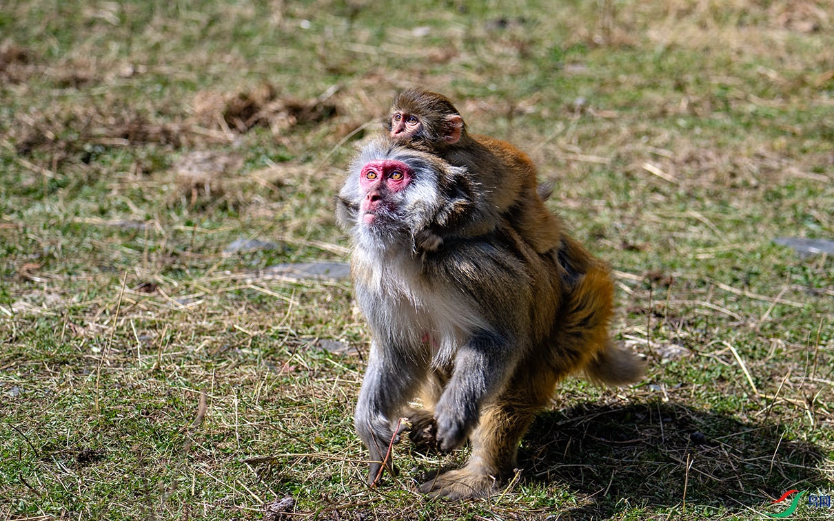 _DSC8448 ����.jpg-2.jpg