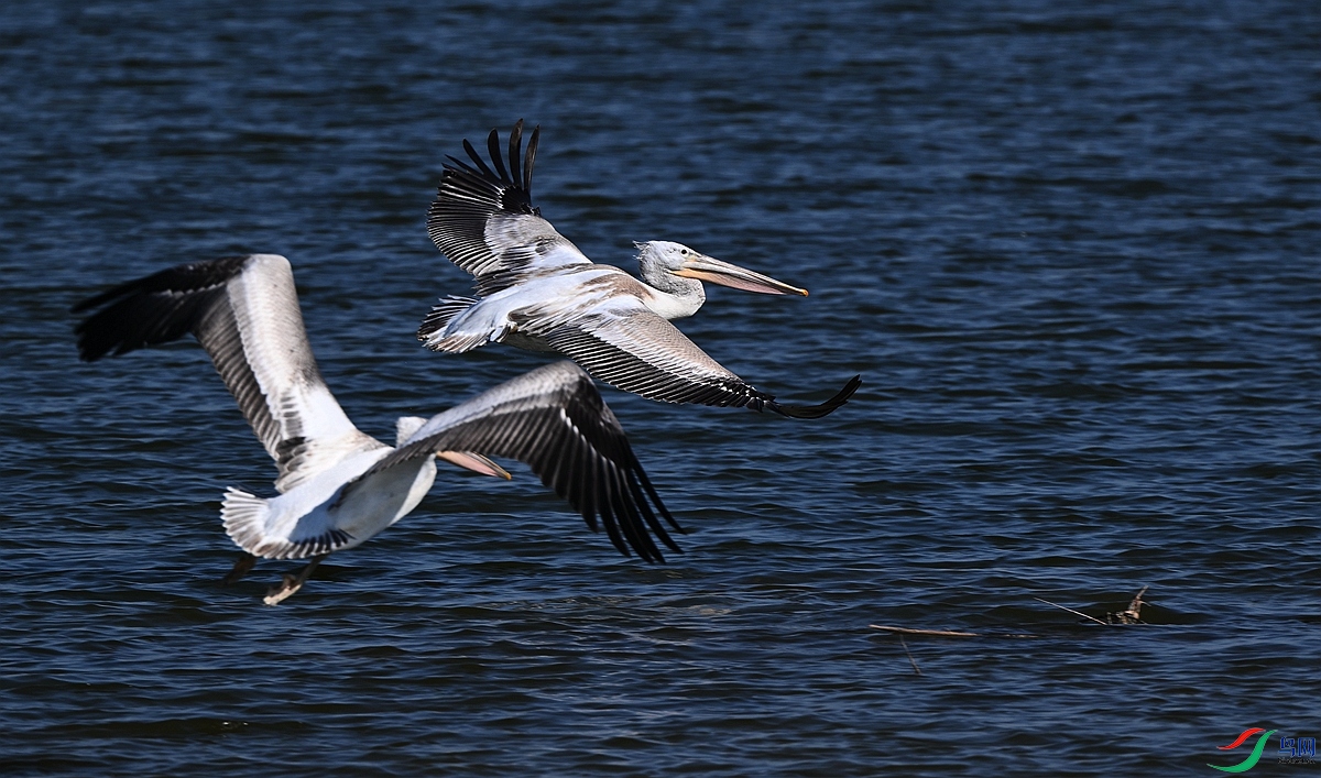 DSC_1094.JPG