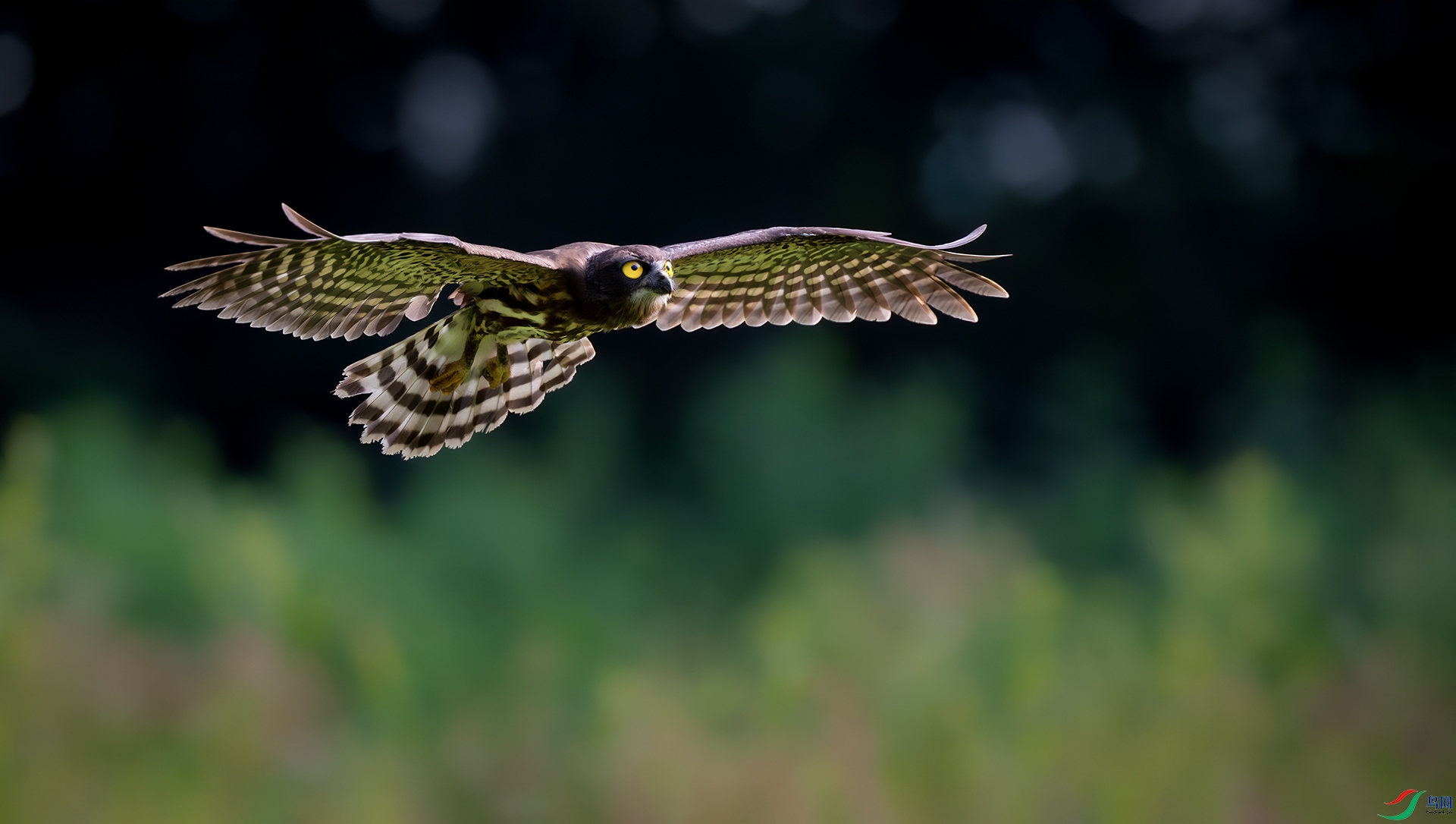 DSC_6462-����ǿ-NR ����1.jpg