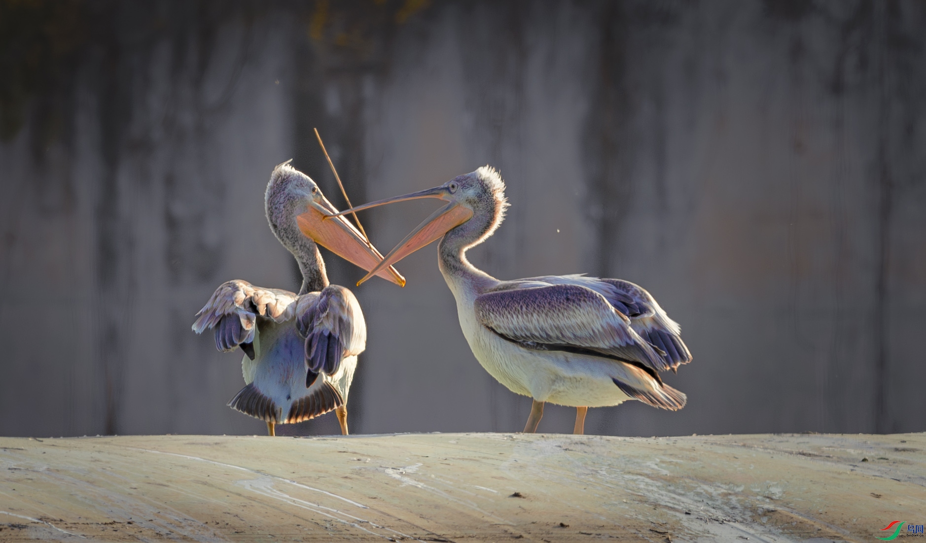 055A1670-����ǿ-NR-1 ����.jpg