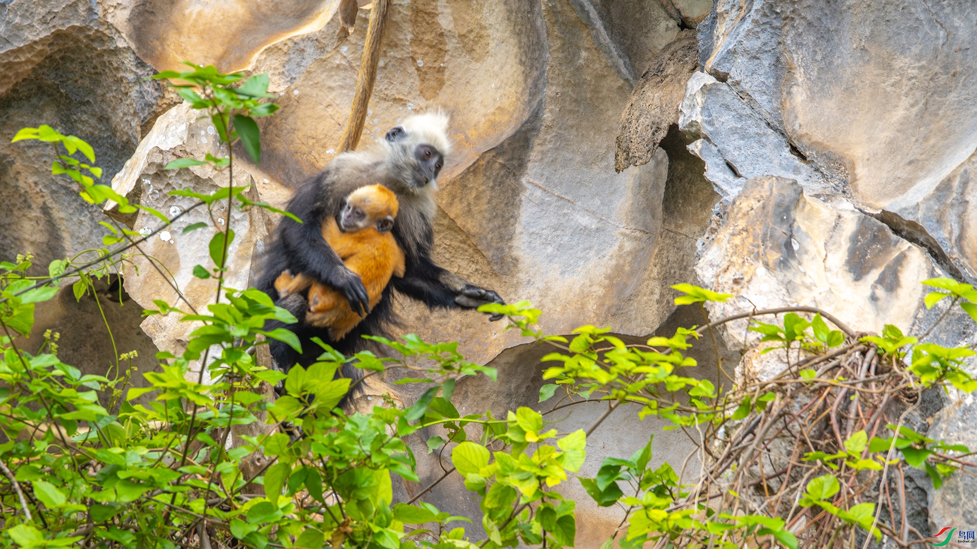 2833-����ǿ-NR ����.jpg