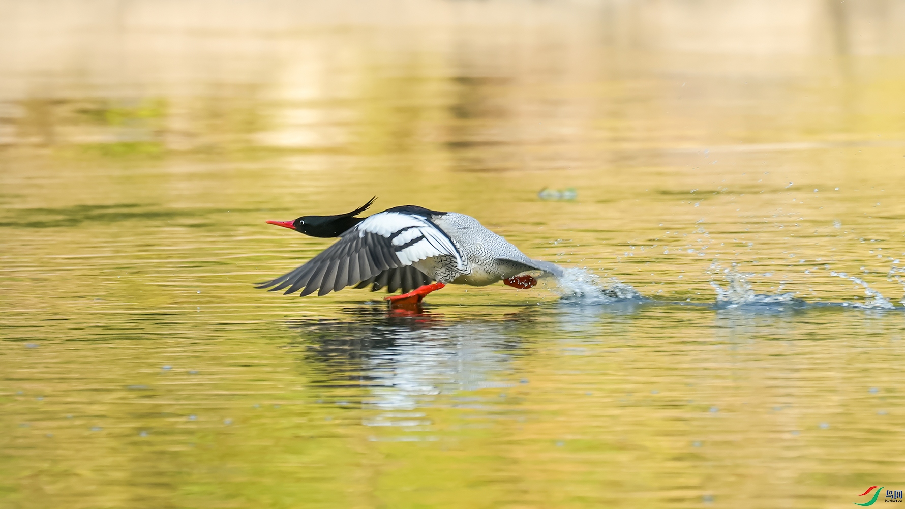 �л���ɳѼ��ʳ