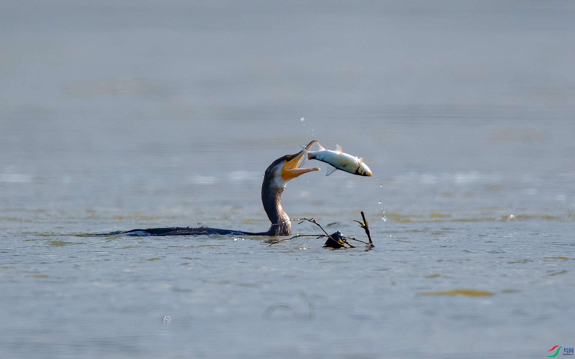 DSC_9646 ����_����.jpg