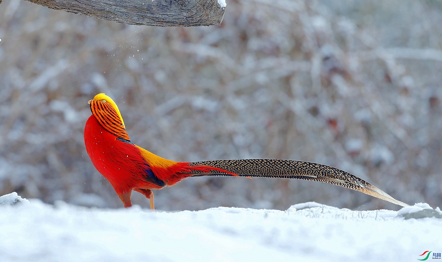 _E2I3509_����.jpg