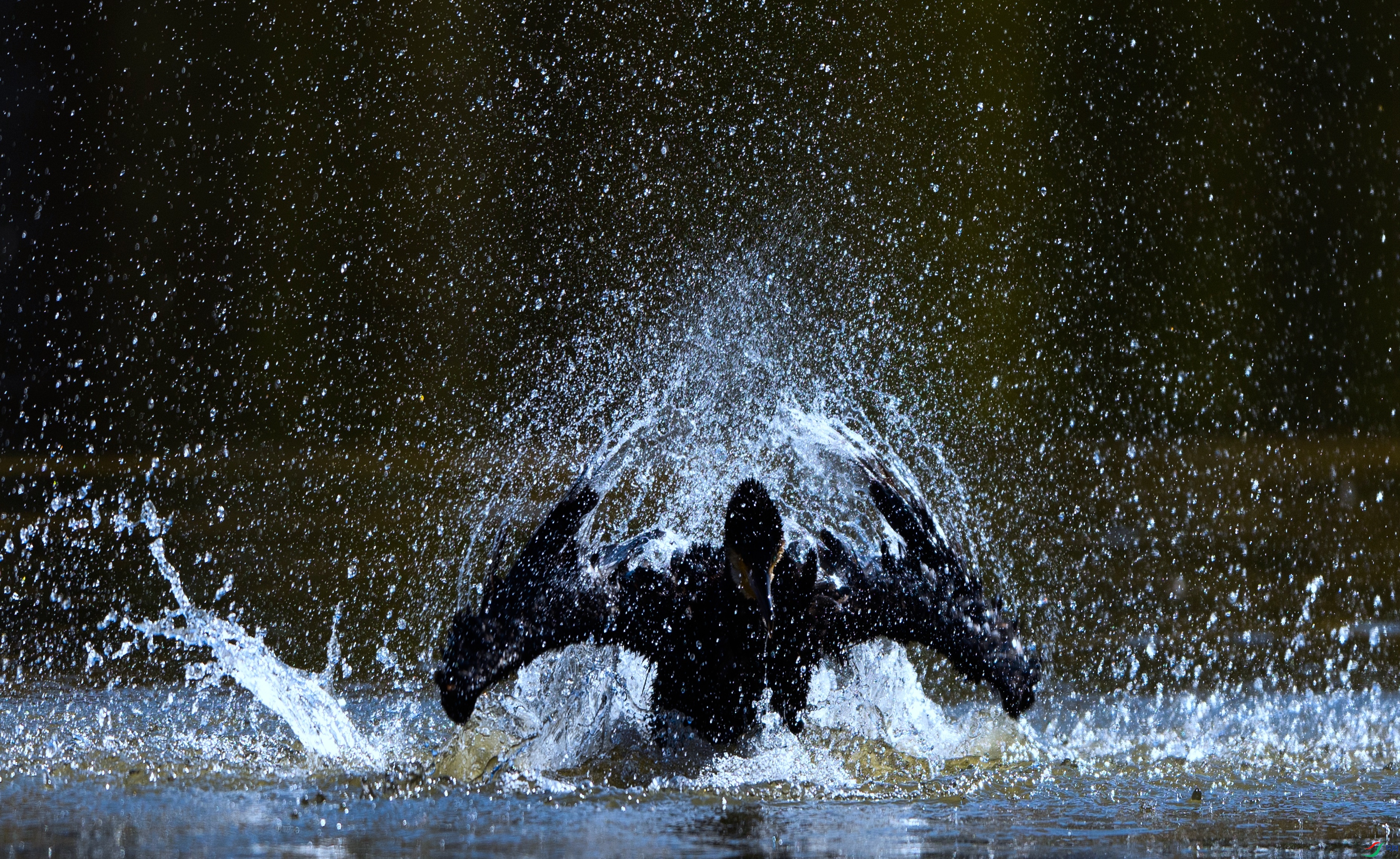 _X5A1346 - ����.jpg