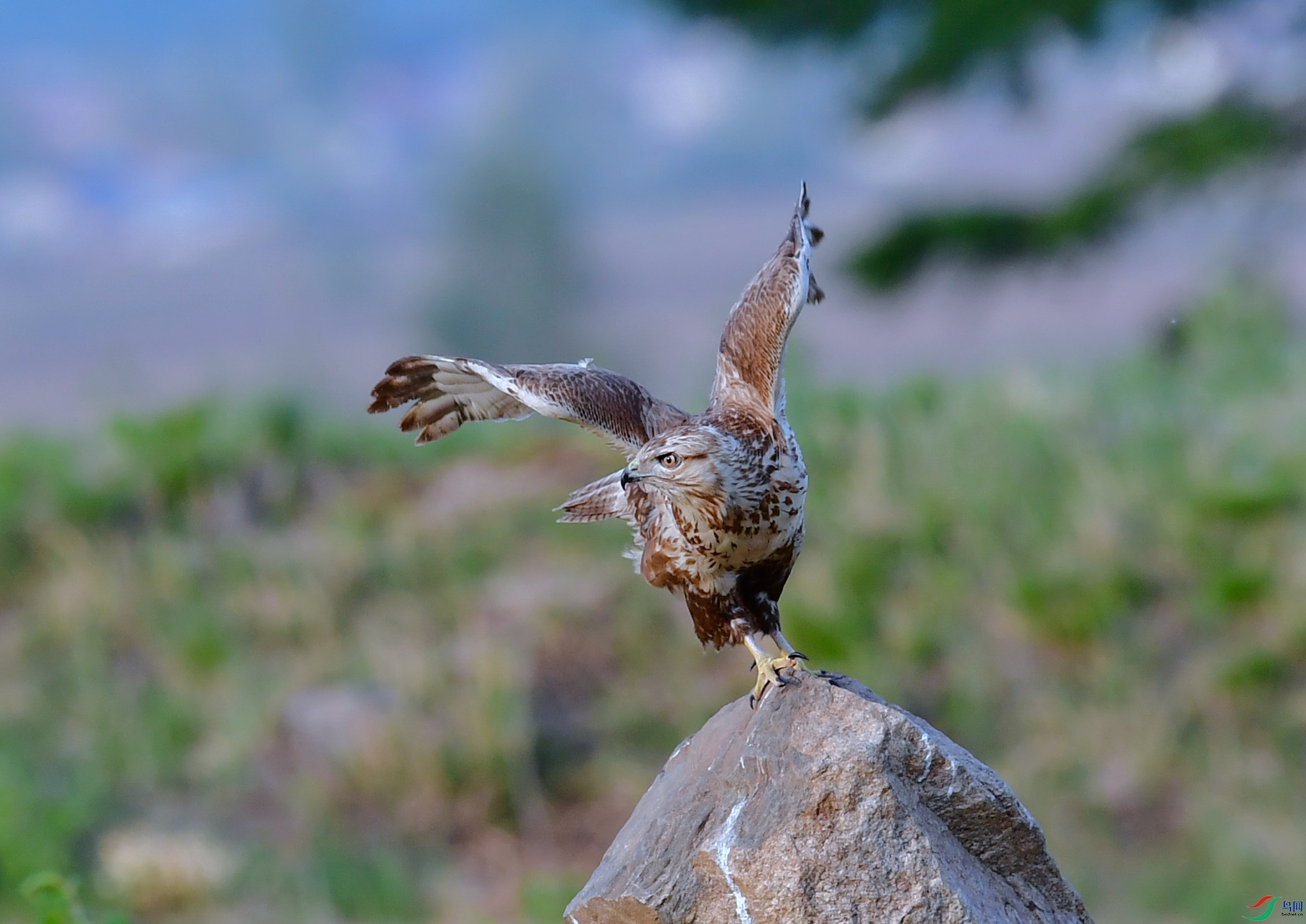 DSC_7505 ����_����.jpg